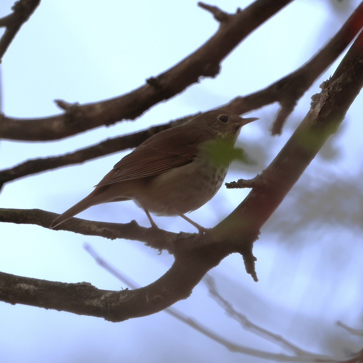 Einsiedler-Musendrossel - ML646800480