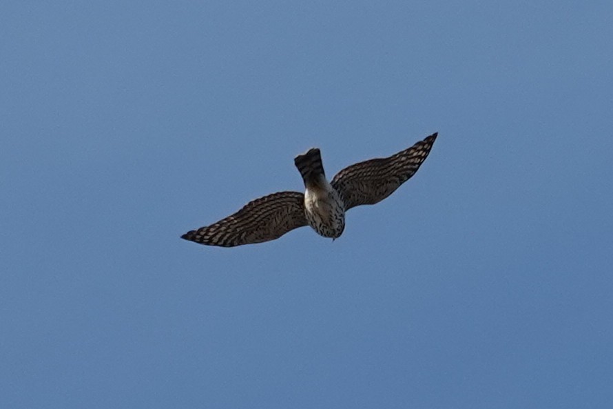 Sharp-shinned Hawk - ML646800481