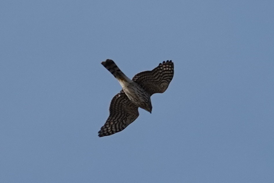 Sharp-shinned Hawk - ML646800482