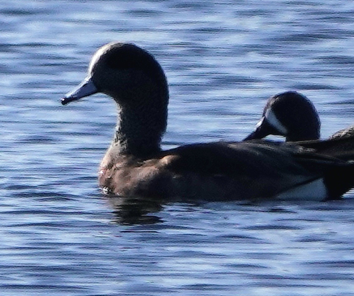 ברווז אמריקני - ML646800484