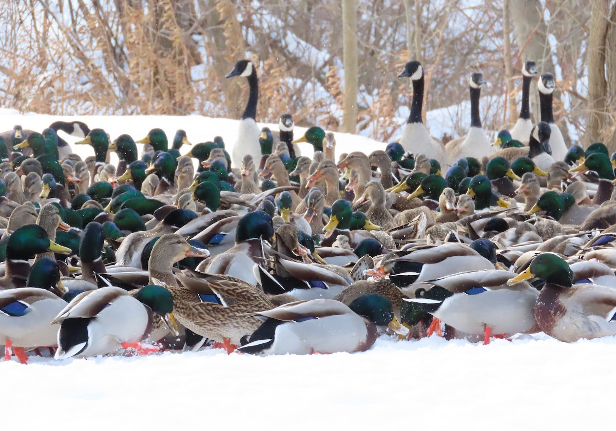 Mallard - ML646800486