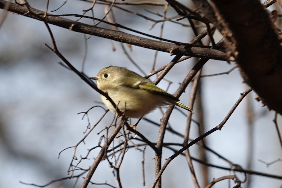 Ruby-crowned Kinglet - ML646800487