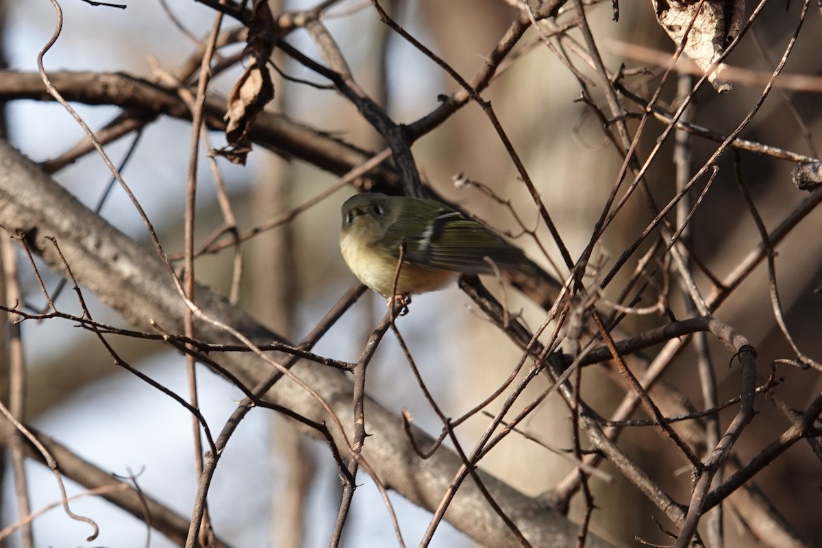 Ruby-crowned Kinglet - ML646800488