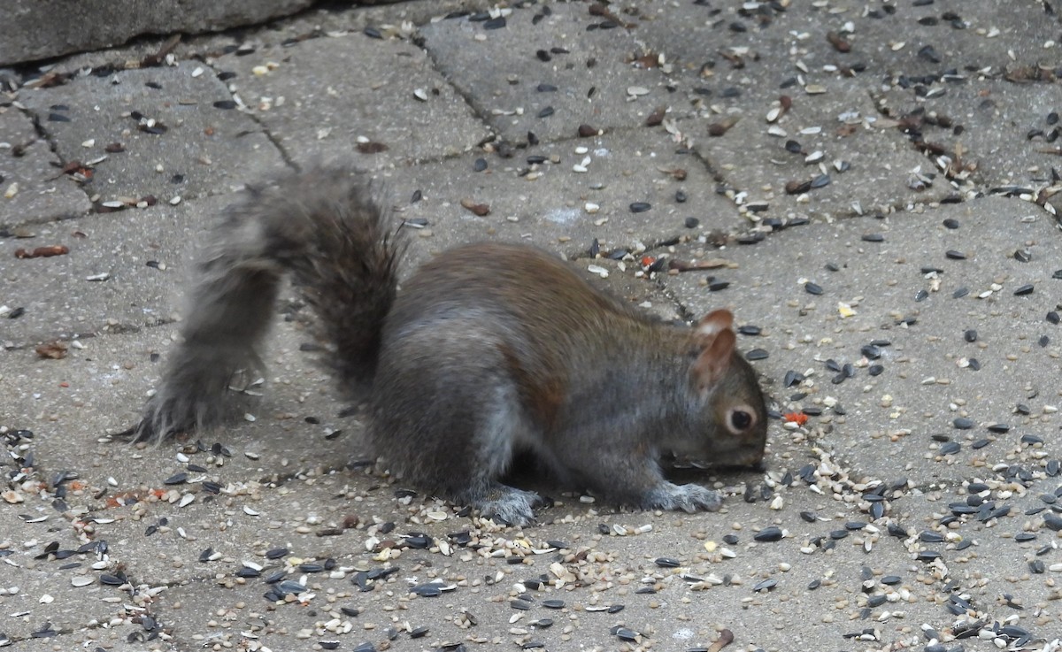 Eastern Gray Squirrel - ML646800489