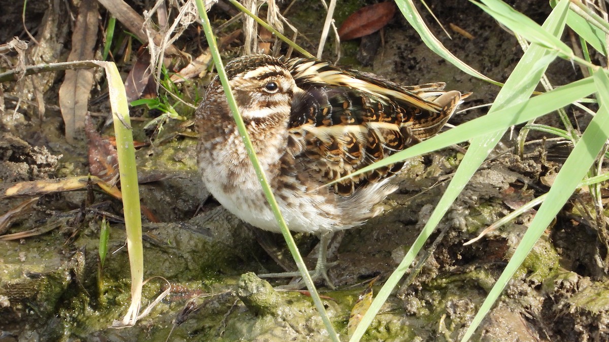 Jack Snipe - ML646800490