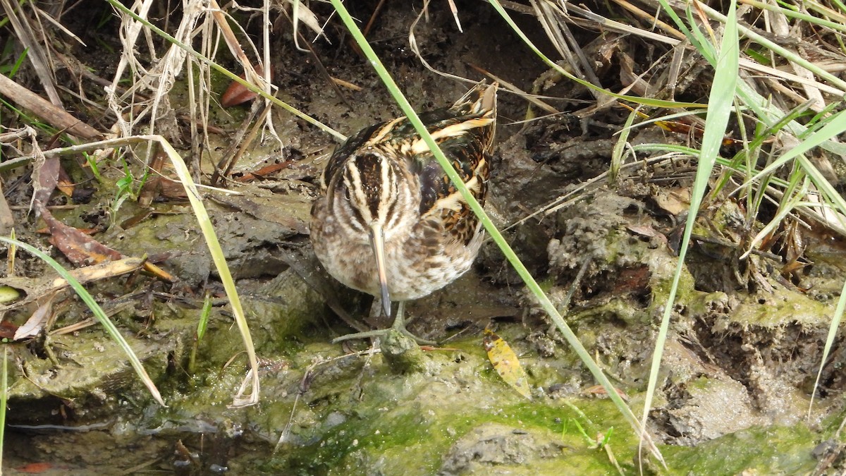 Jack Snipe - ML646800493
