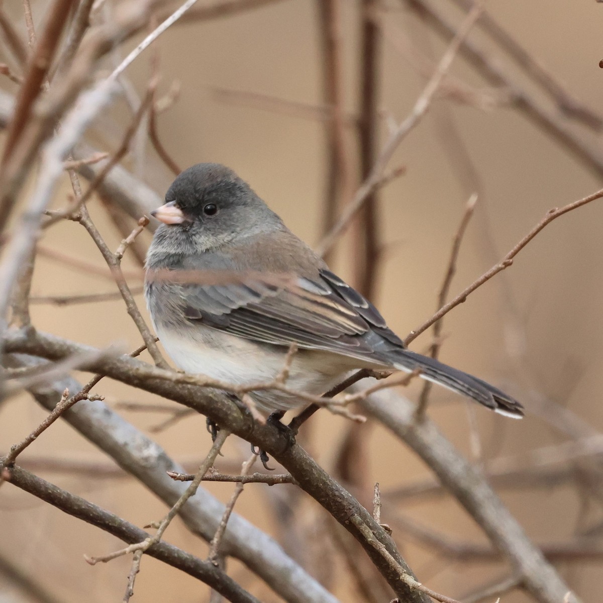 Winterammer - ML646800494