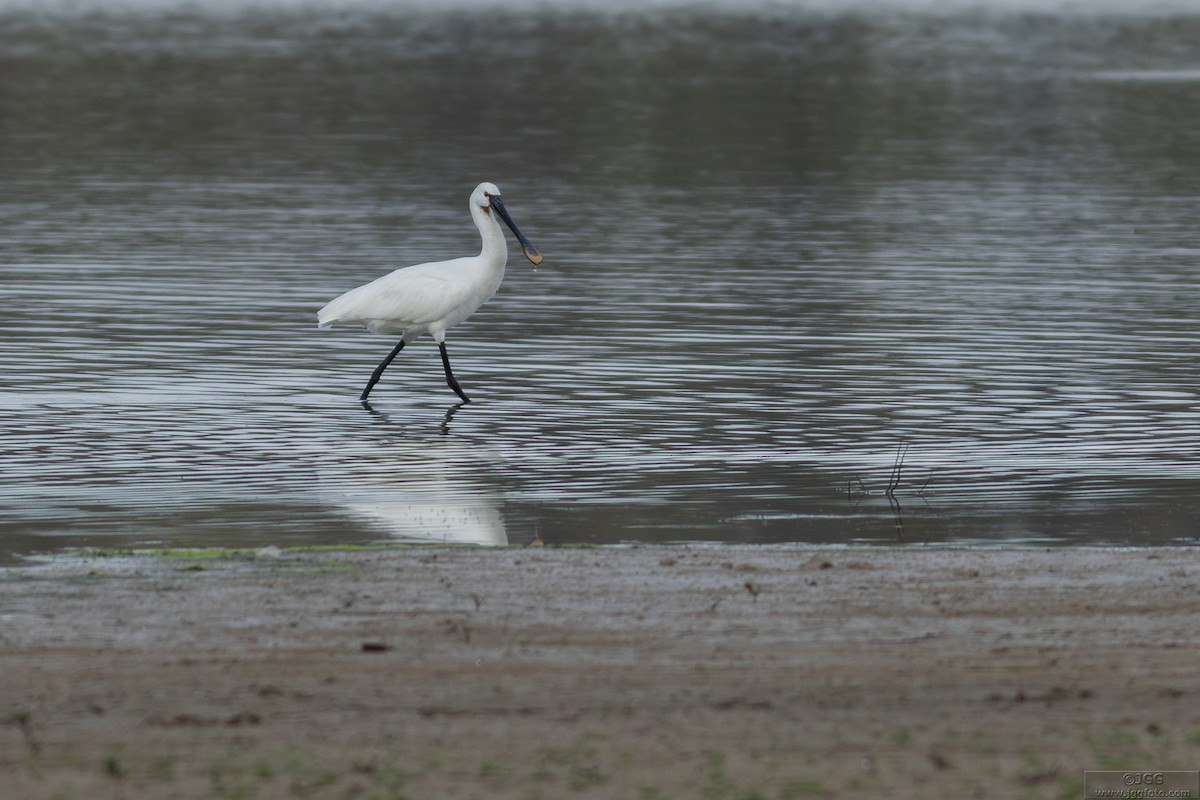 Kaşıkçı - ML646800500