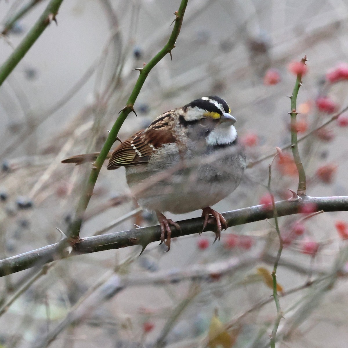 Weißkehlammer - ML646800501