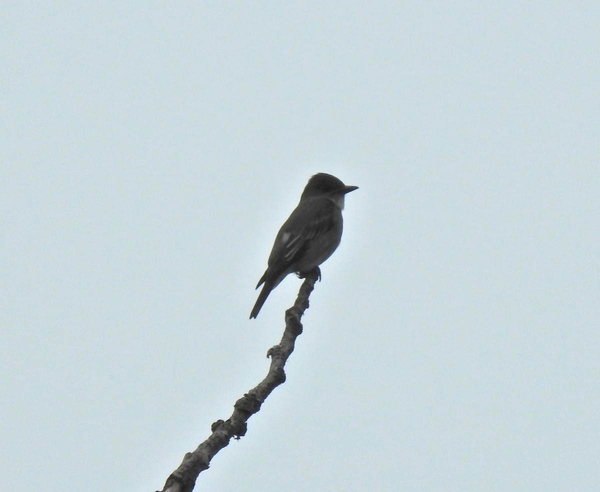 ナキヒタキモドキ - ML646800502