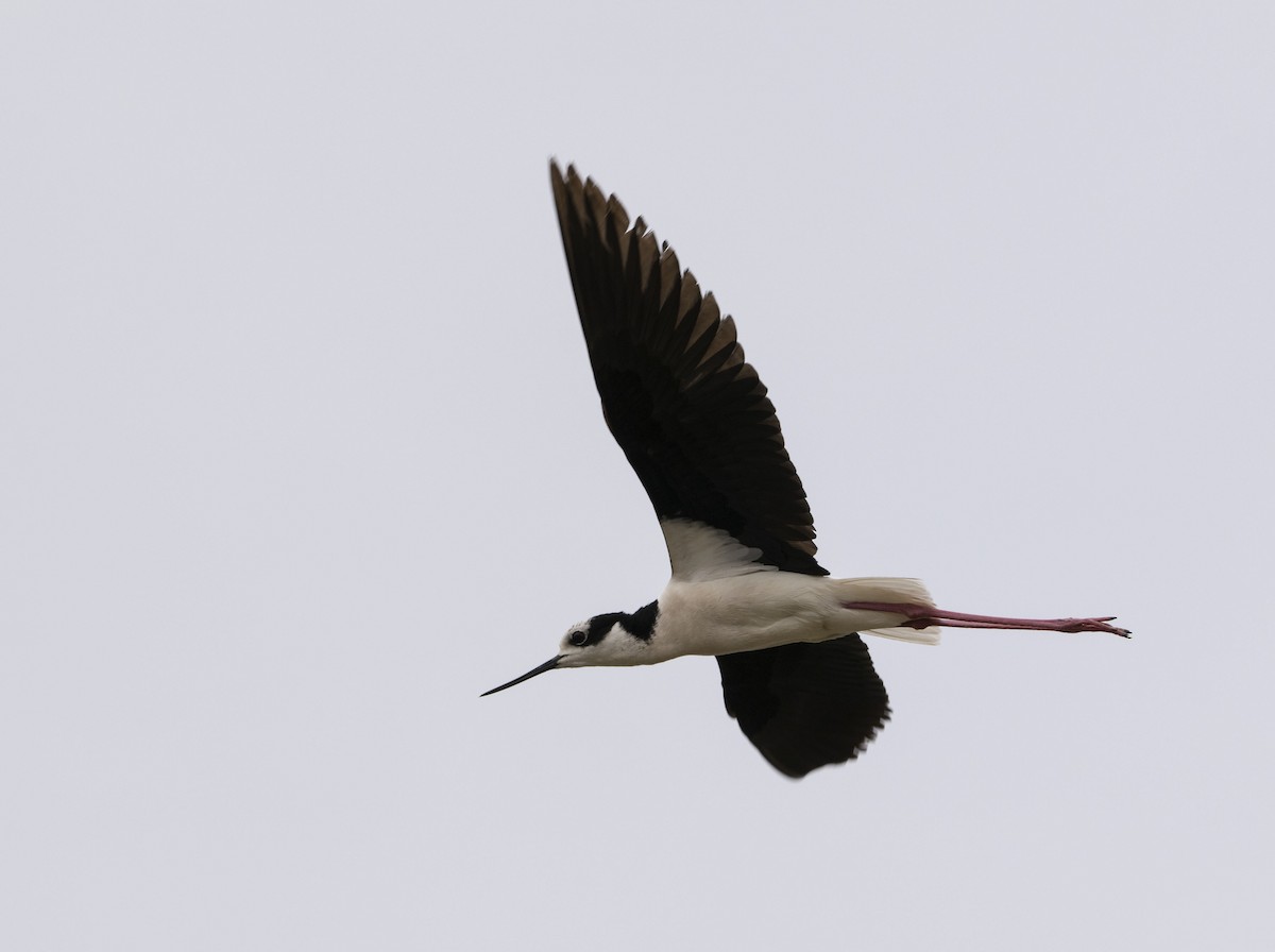 Black-necked Stilt - ML646800504