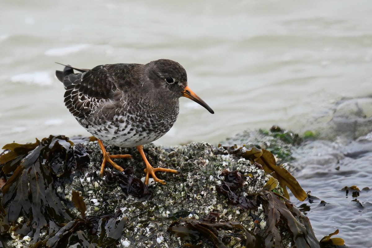 Purple Sandpiper - ML646800507