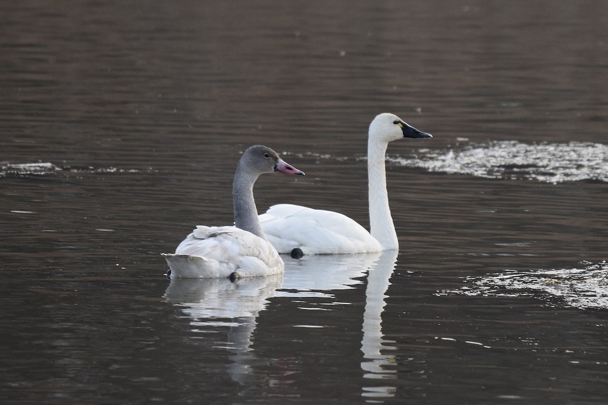Американский лебедь - ML646800508