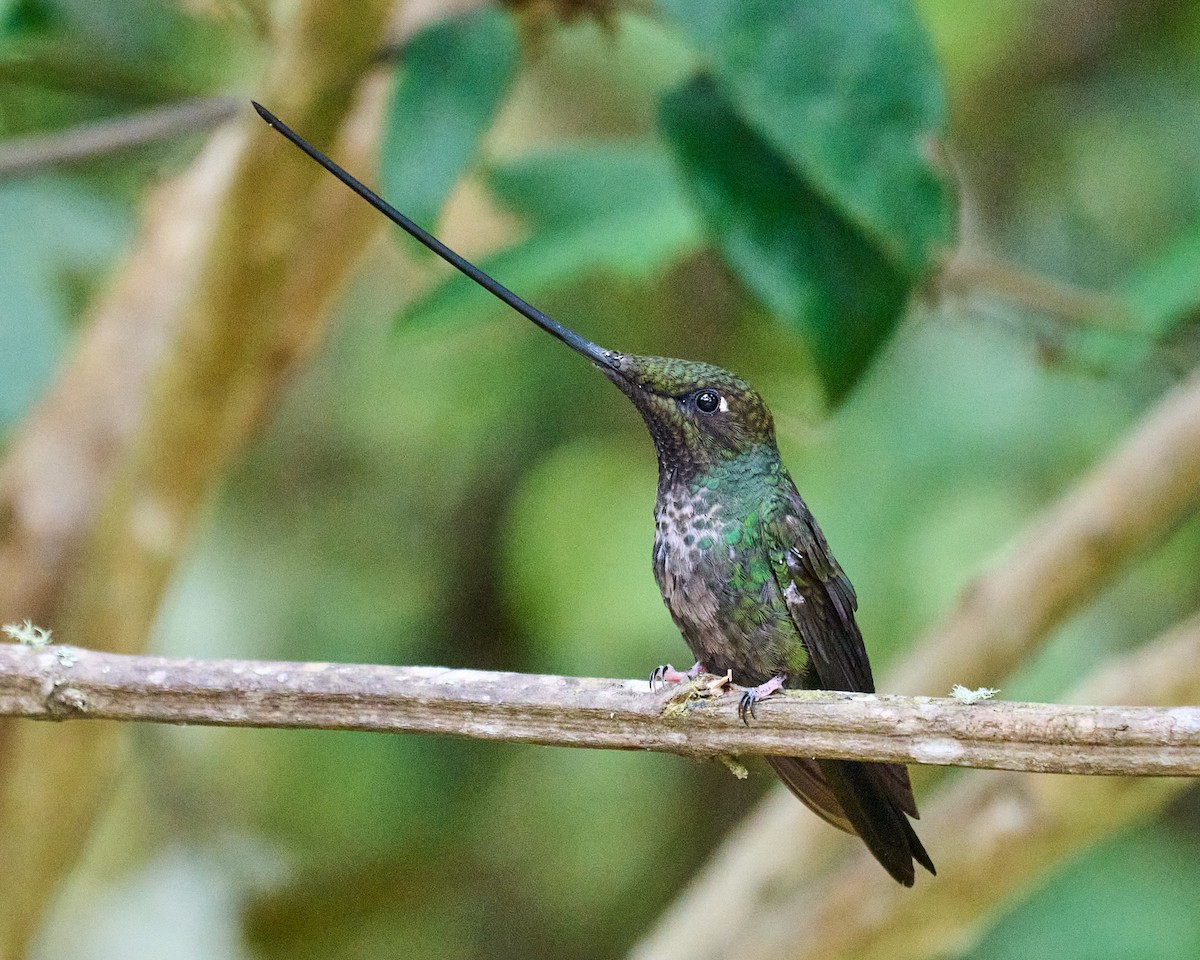 Колібрі-списодзьоб - ML646800509