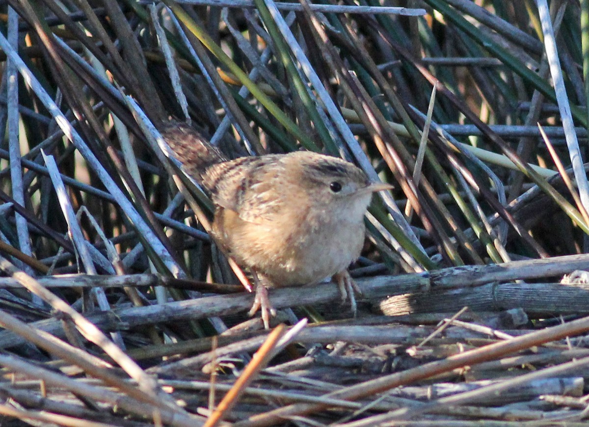 Cucarachero Culibarrado - ML646800510