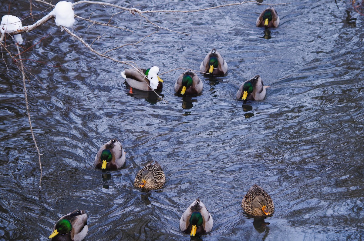 Germano reale - ML646800511