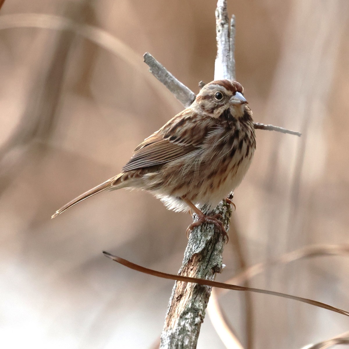 Singammer - ML646800512