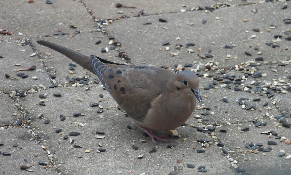 Зенаїда північна - ML646800514