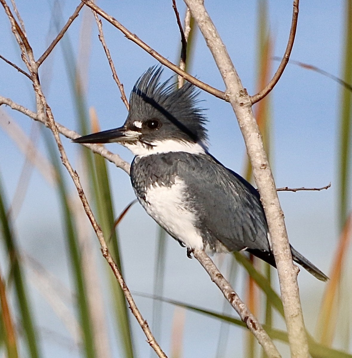 Martin handi iparramerikarra - ML646800515