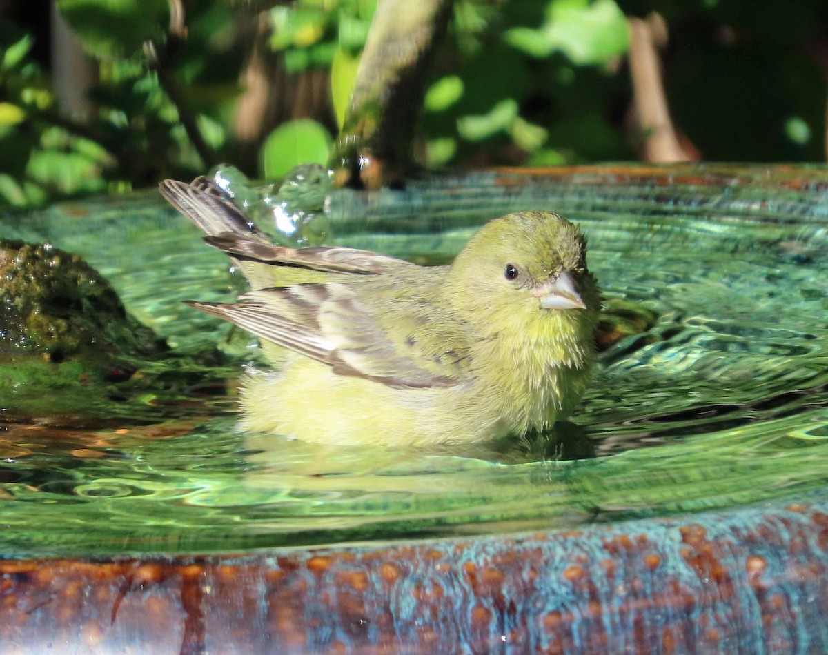 Lesser Goldfinch - ML646800516