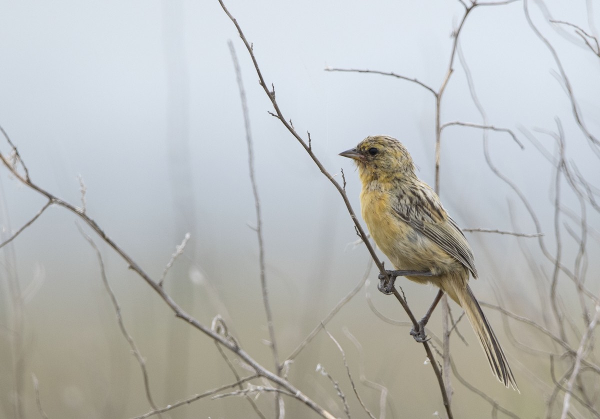 Long-tailed Reed Finch - ML646800518