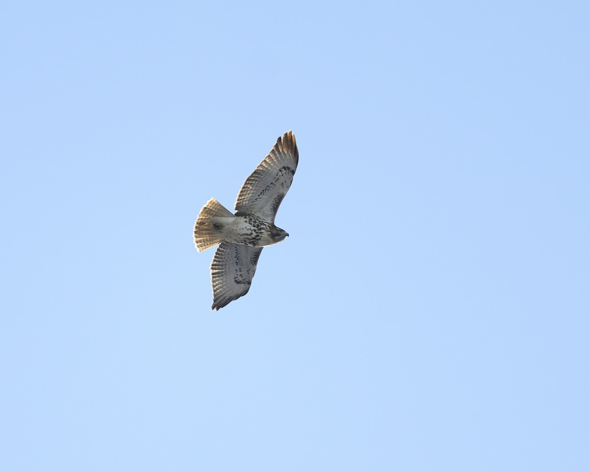 Red-tailed Hawk - ML646800519