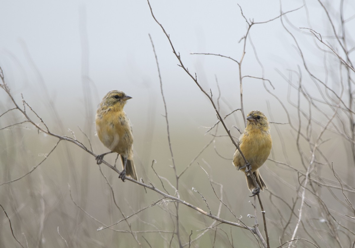 Long-tailed Reed Finch - ML646800520