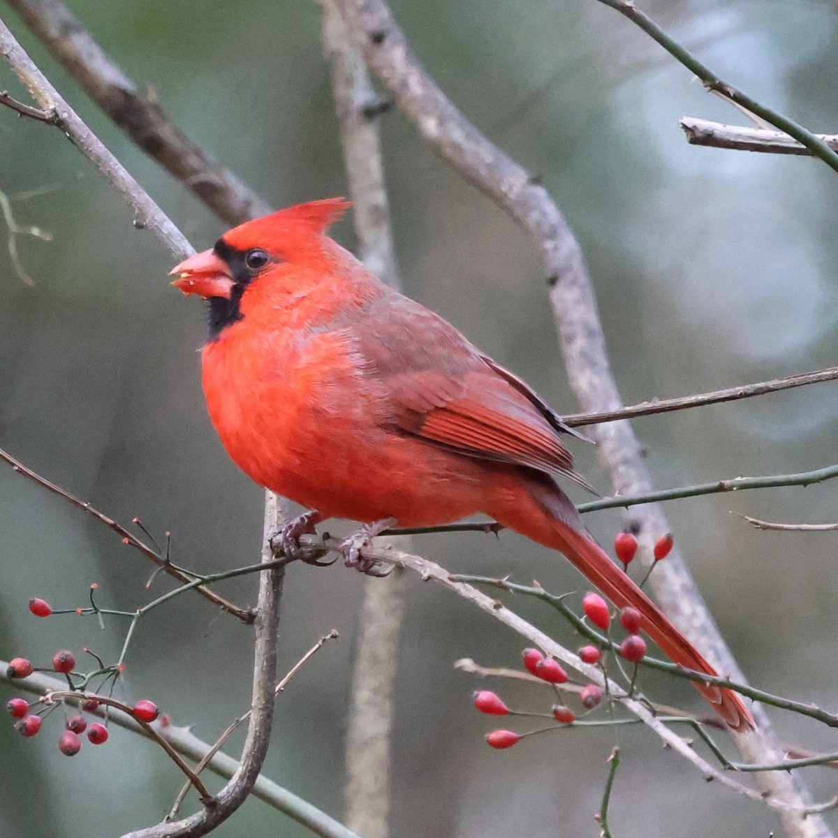 Rotkardinal - ML646800521