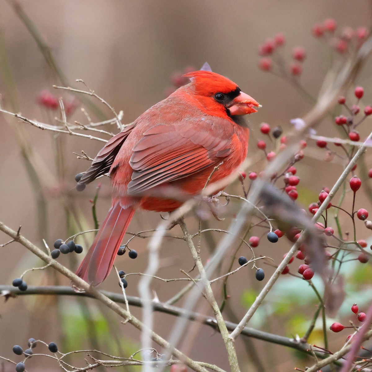 Rotkardinal - ML646800522