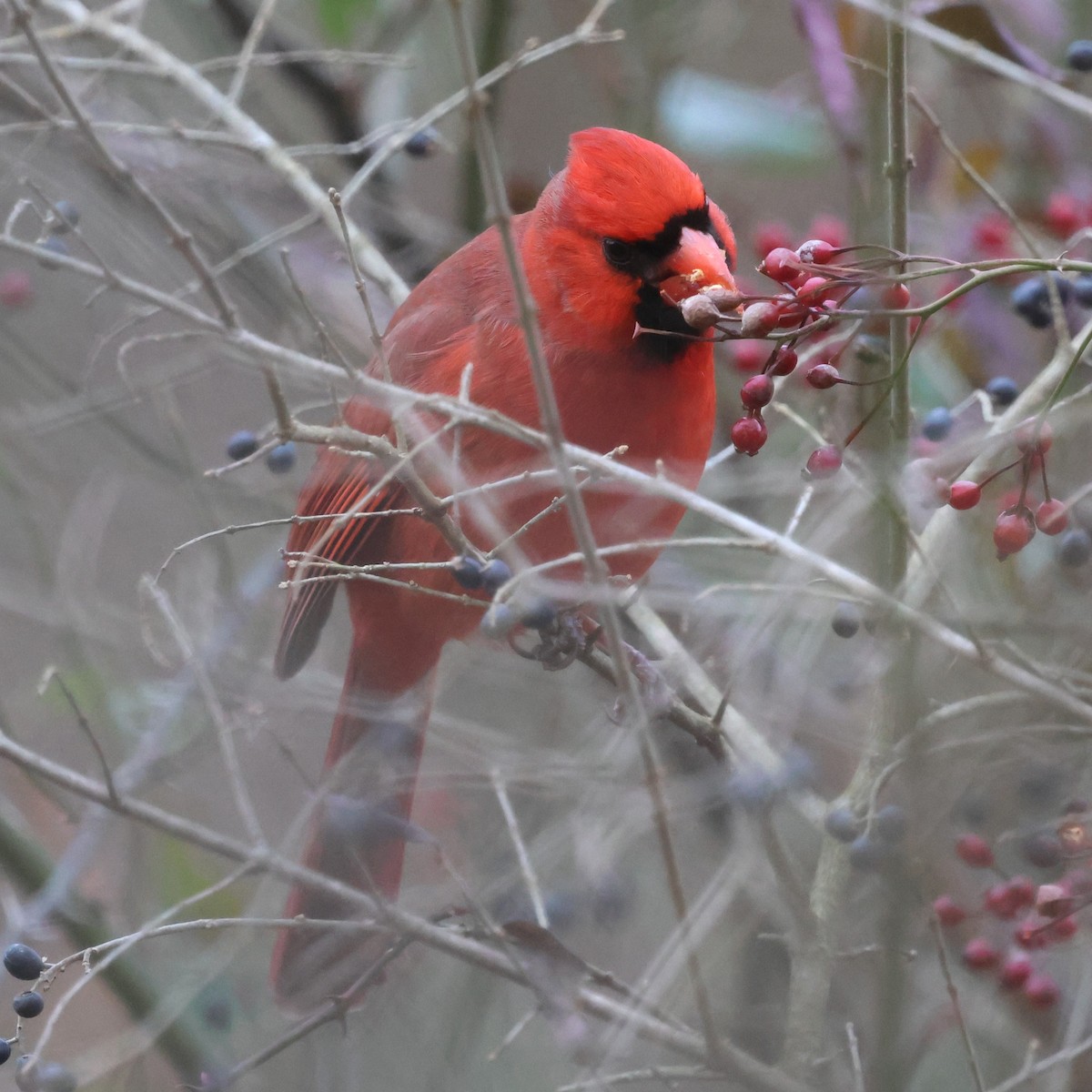 Rotkardinal - ML646800523