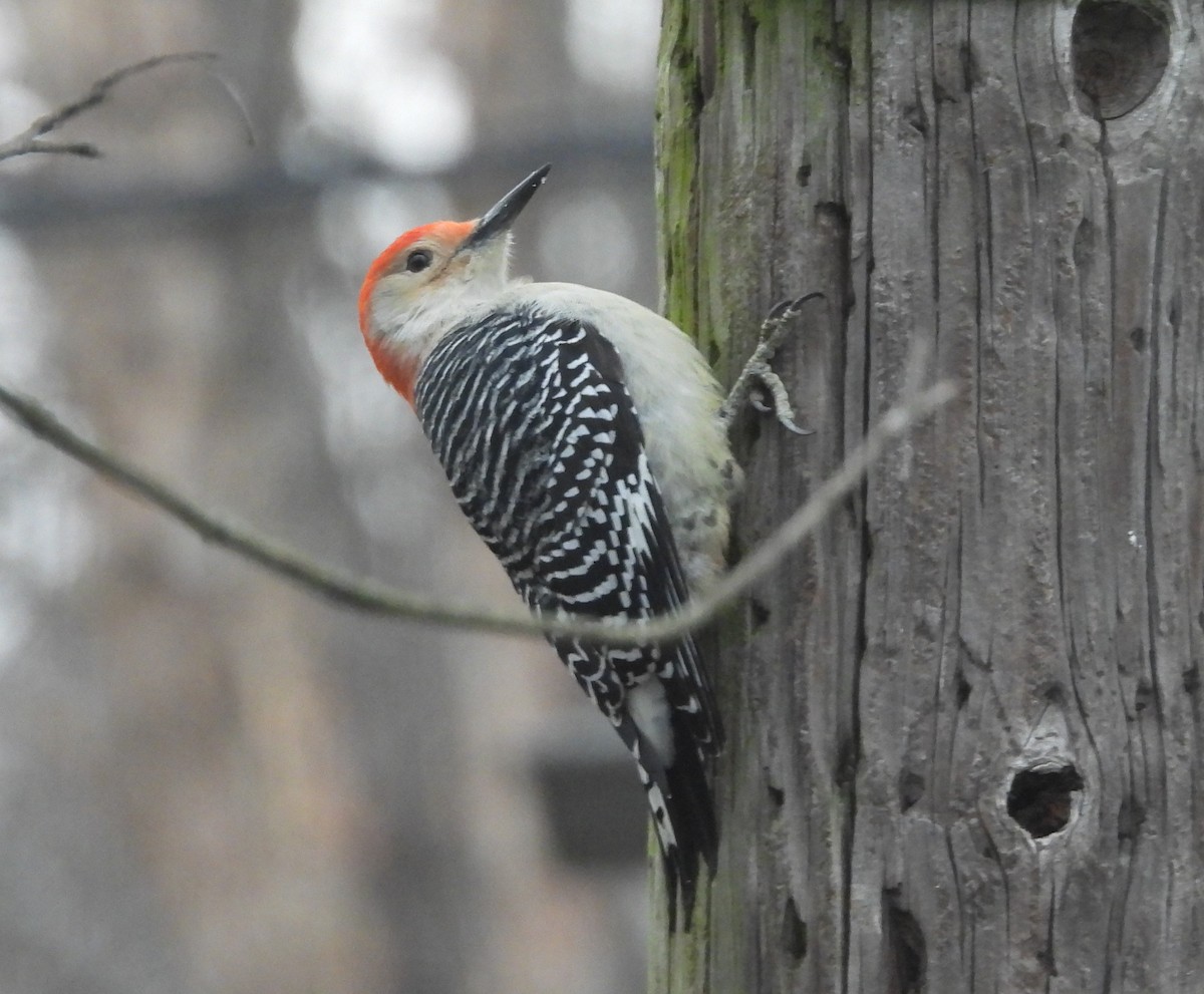 Гіла каролінська - ML646800524
