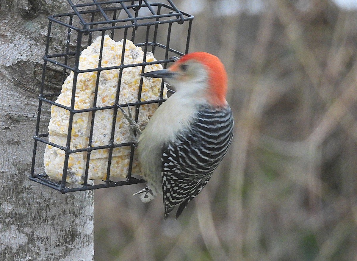Гіла каролінська - ML646800525
