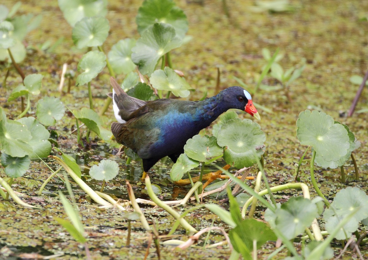 Purple Gallinule - ML646800526