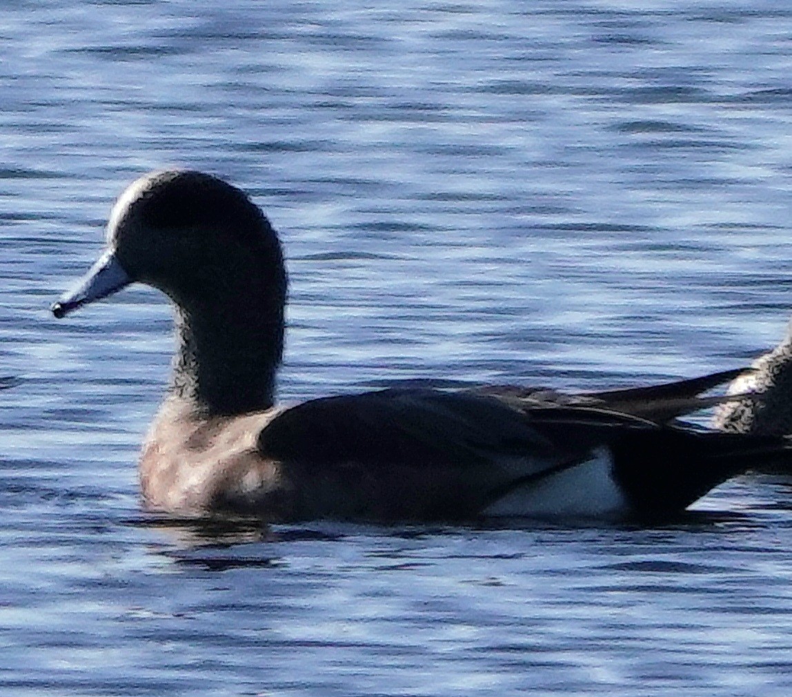ברווז אמריקני - ML646800529