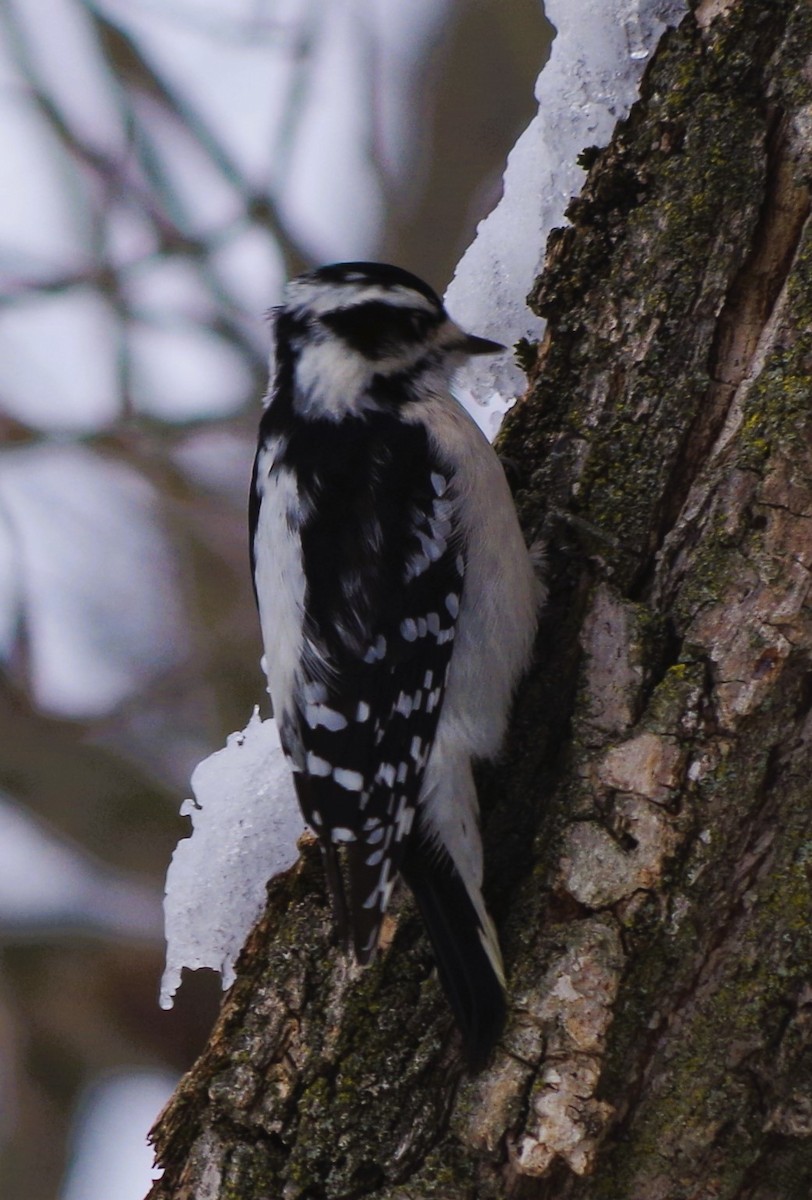 Downy Woodpecker - ML646800530