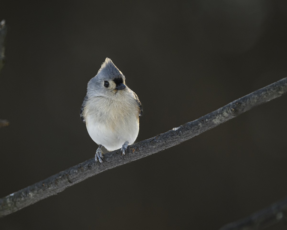 Tufted Titmouse - ML646800531