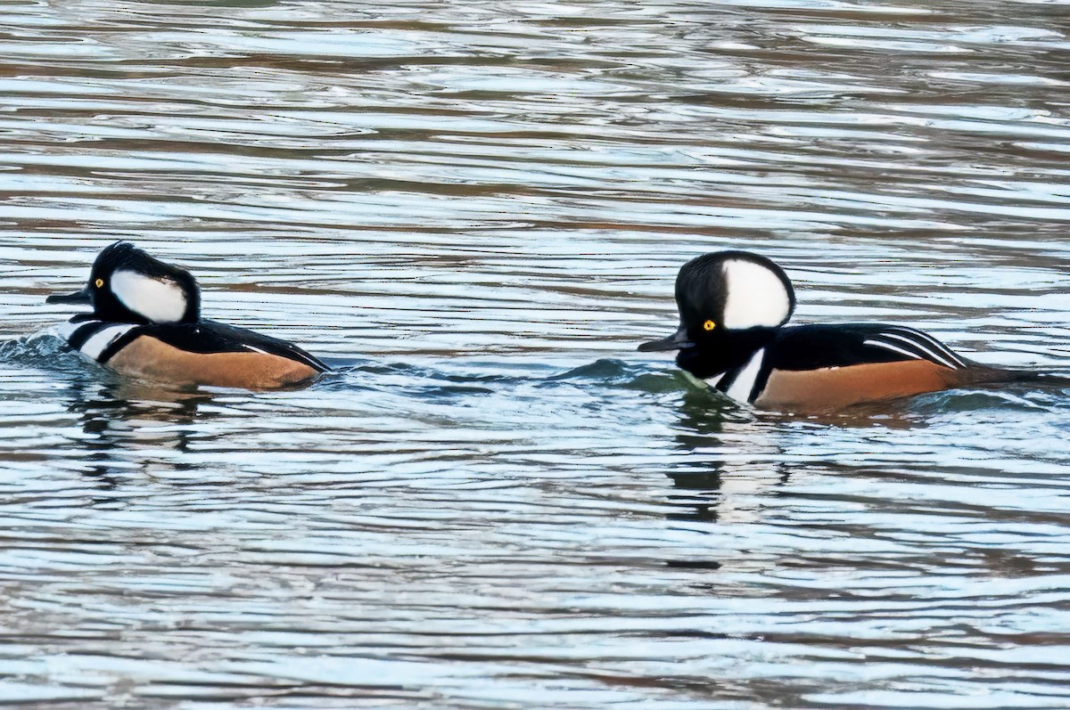 Hooded Merganser - ML646800532