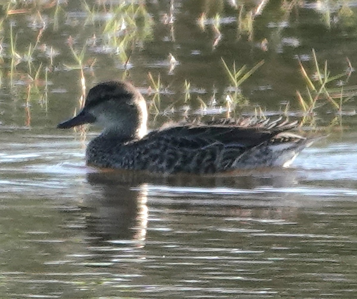 שרשיר - ML646800535