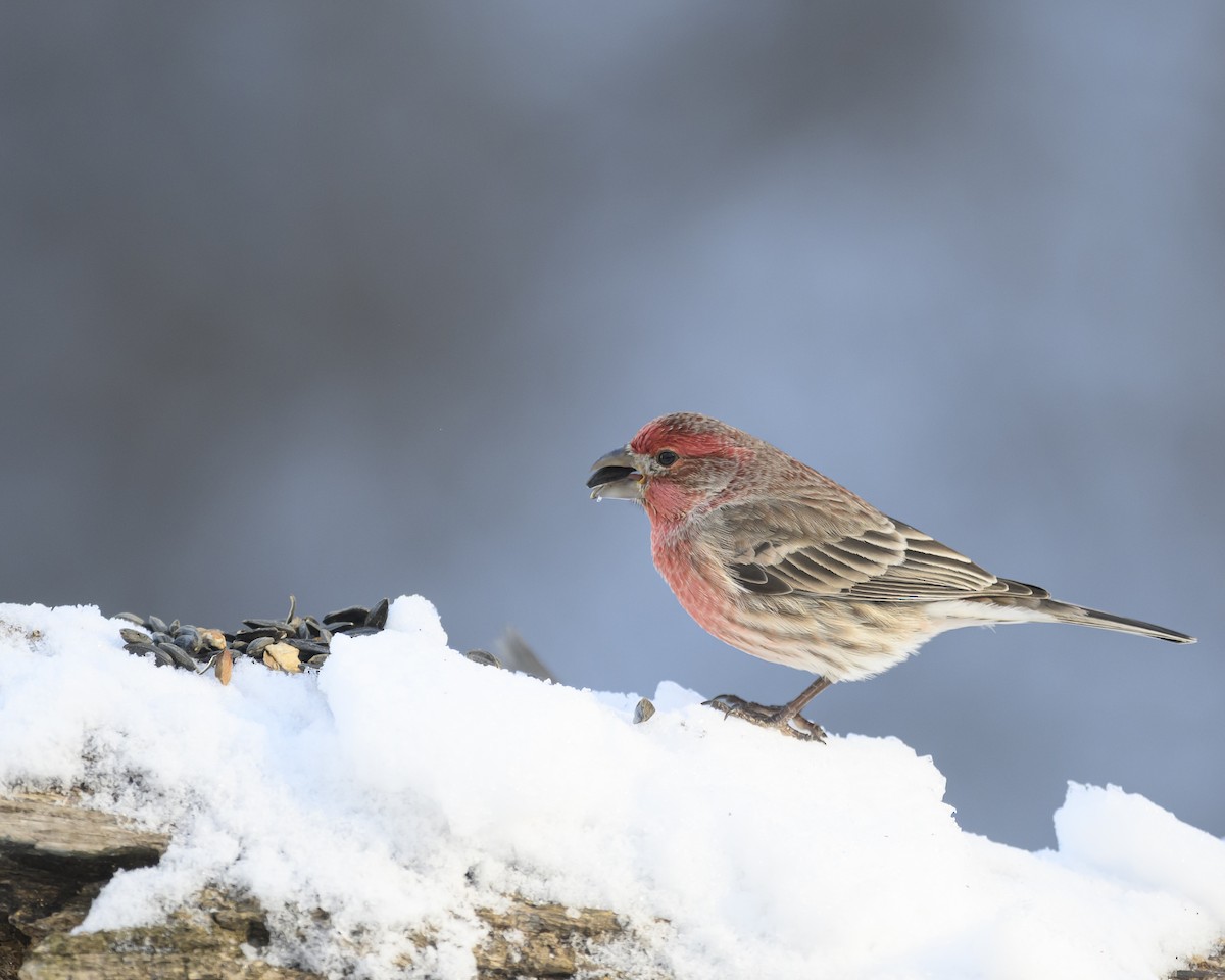 House Finch - ML646800536