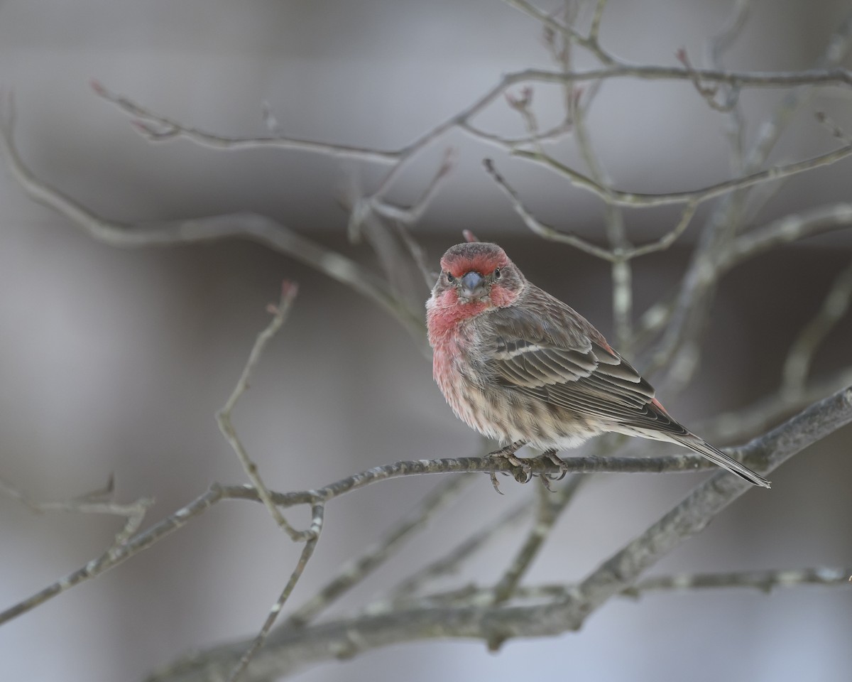 House Finch - ML646800537