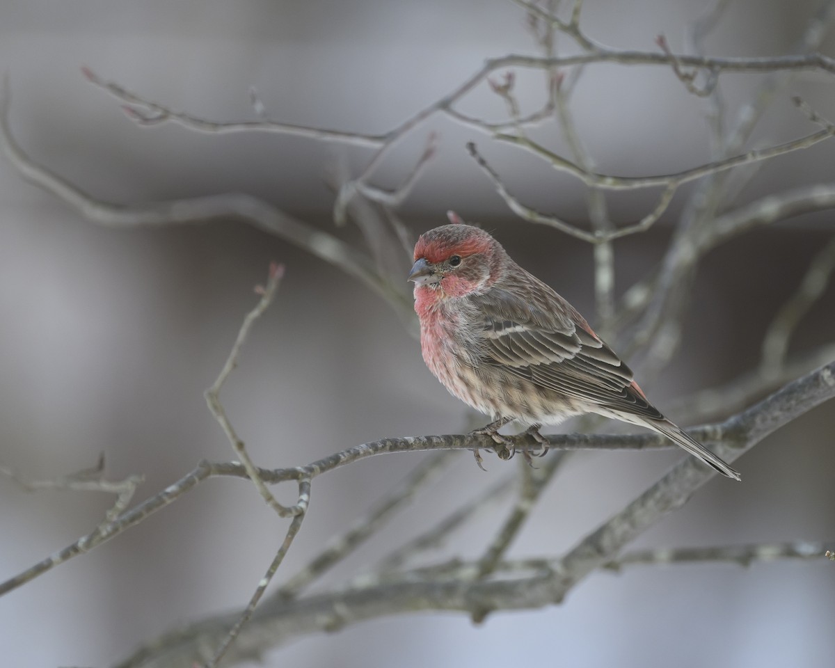 House Finch - ML646800538