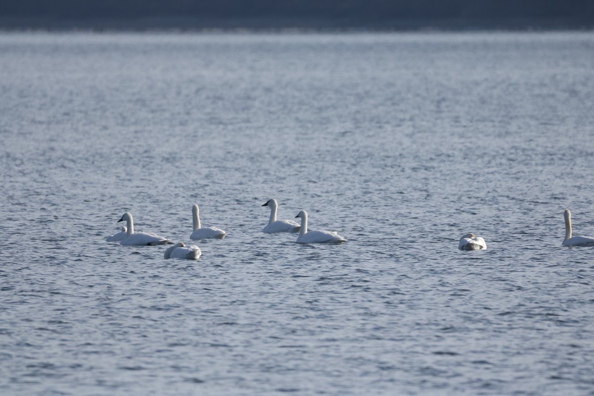Tundra Swan - ML646800539