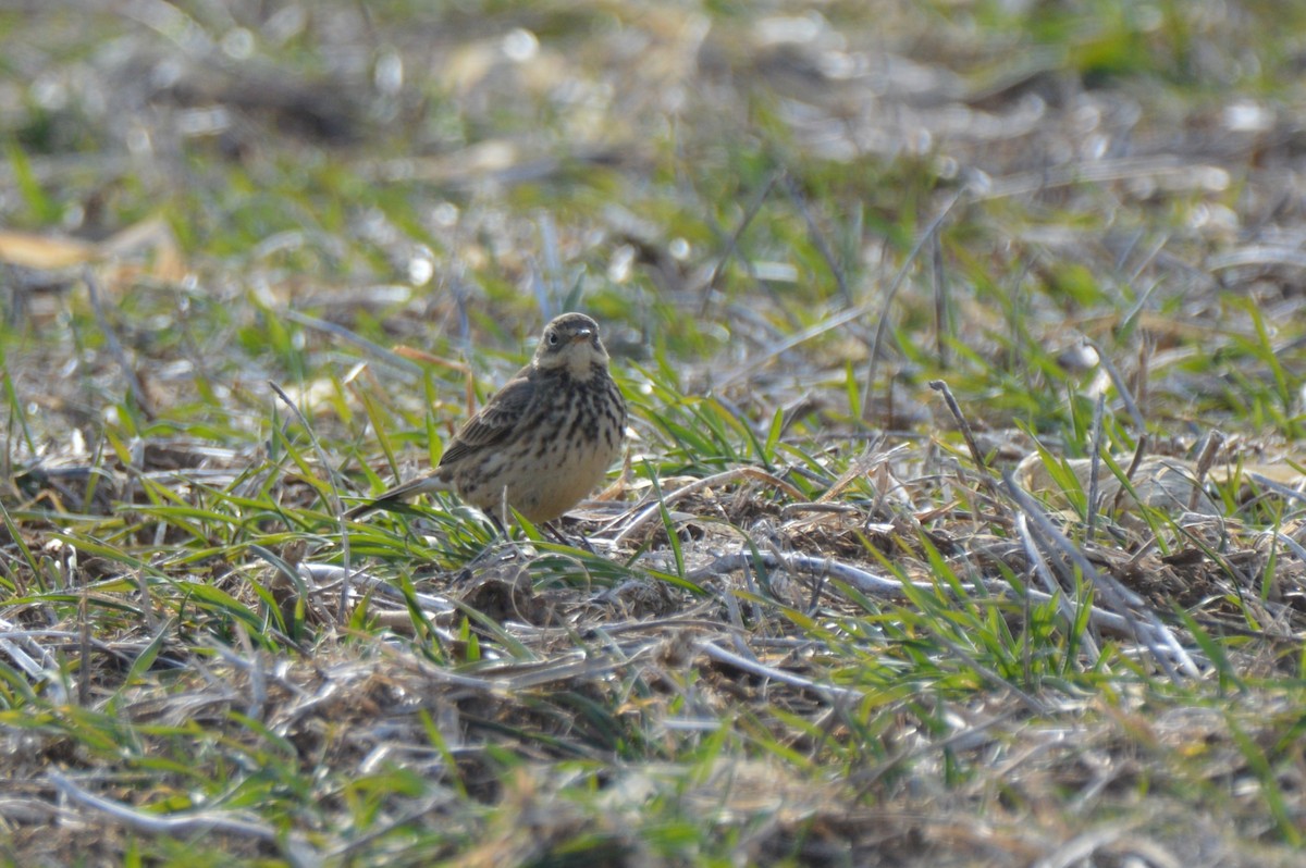 American Pipit - ML646800542