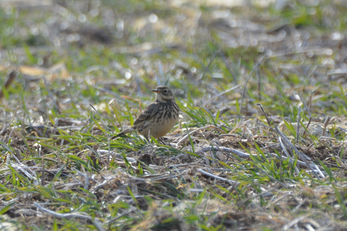 American Pipit - ML646800543