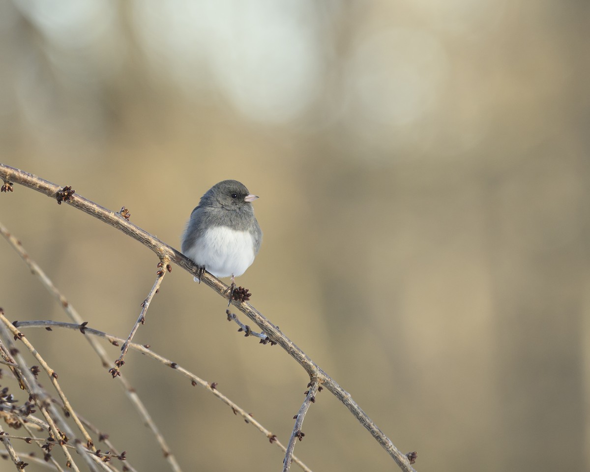 Dark-eyed Junco - ML646800544