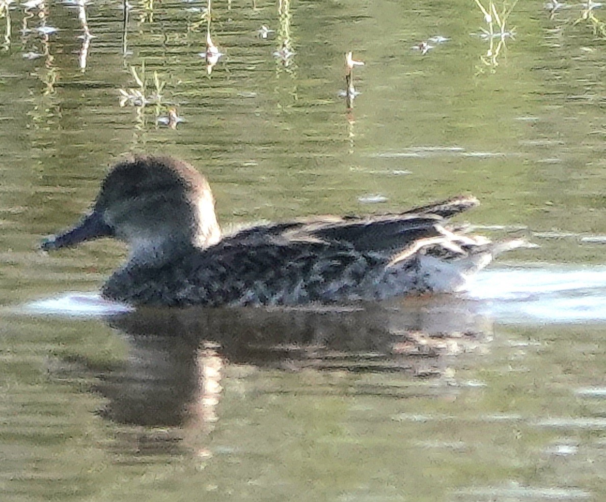 שרשיר - ML646800545