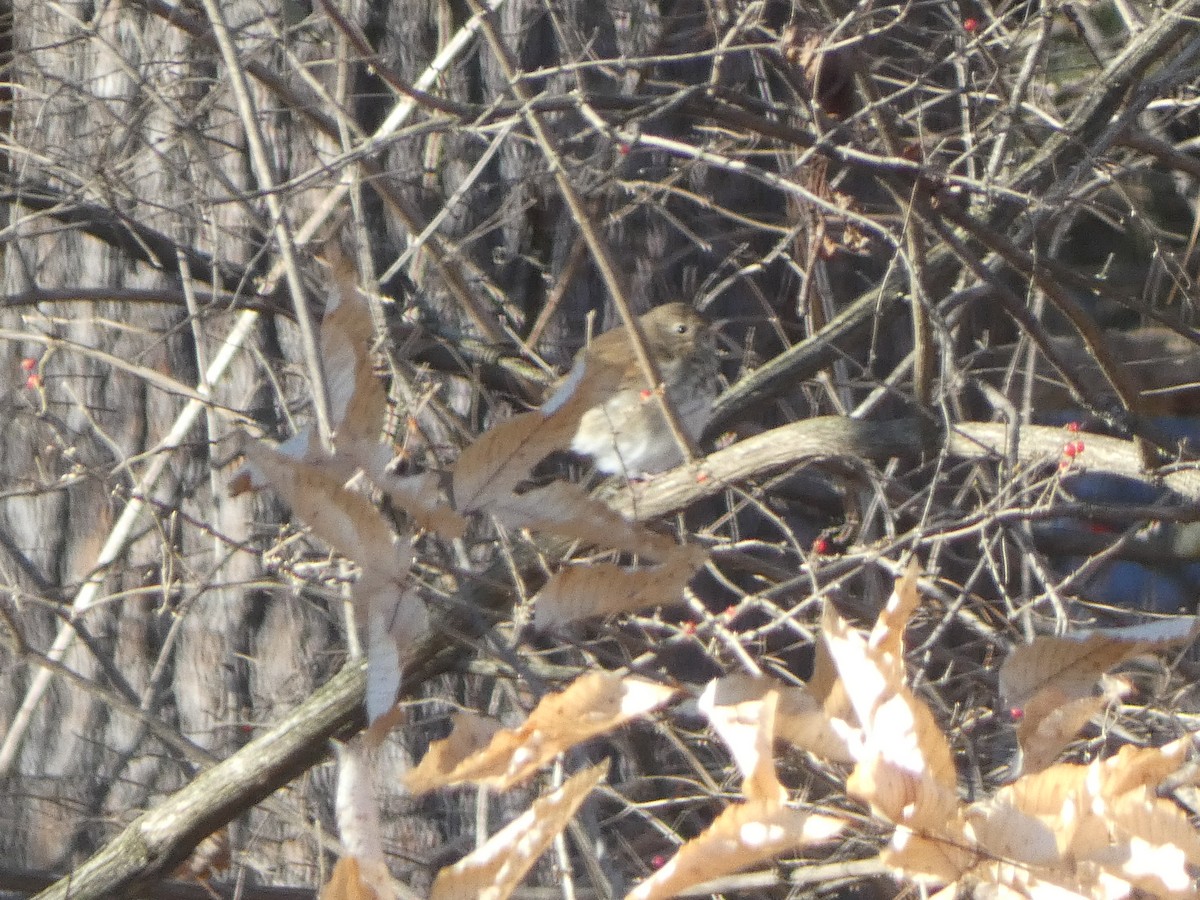 チャイロコツグミ - ML646800546