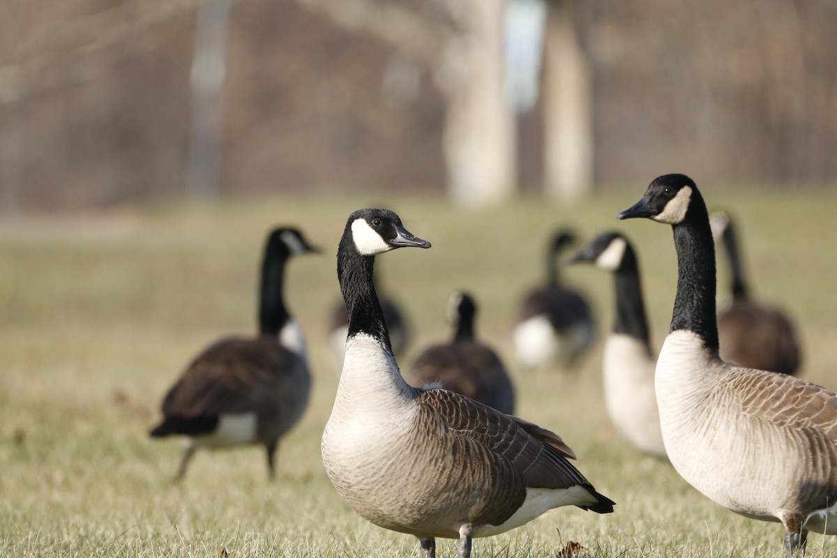 Canada Goose - ML646800547