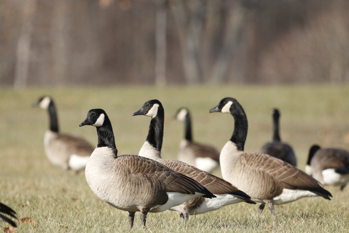 Canada Goose - ML646800548