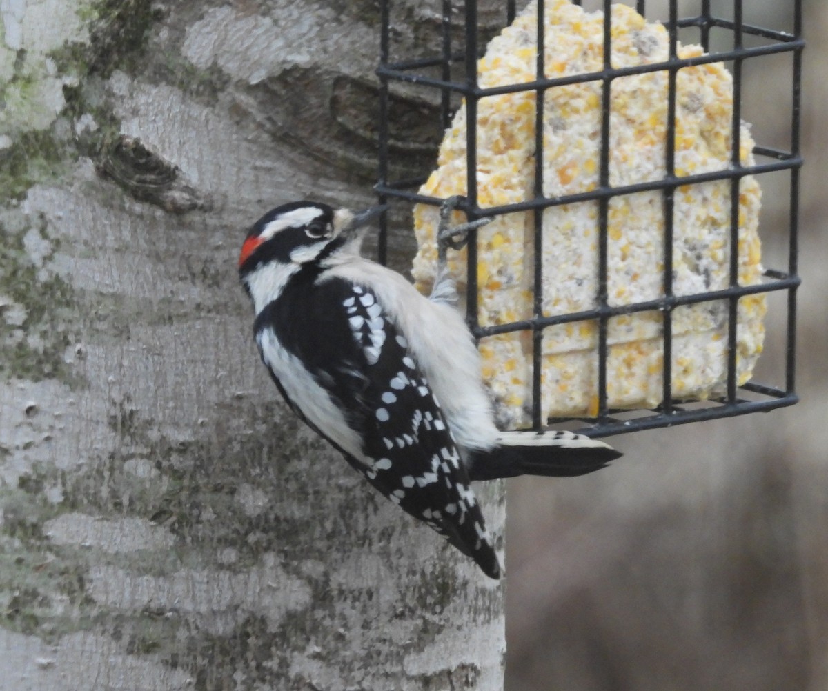 Дятел пухнастий - ML646800550